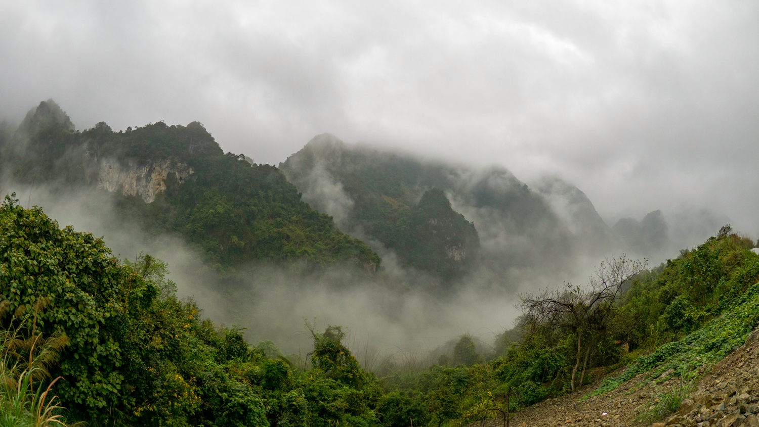 Jungle