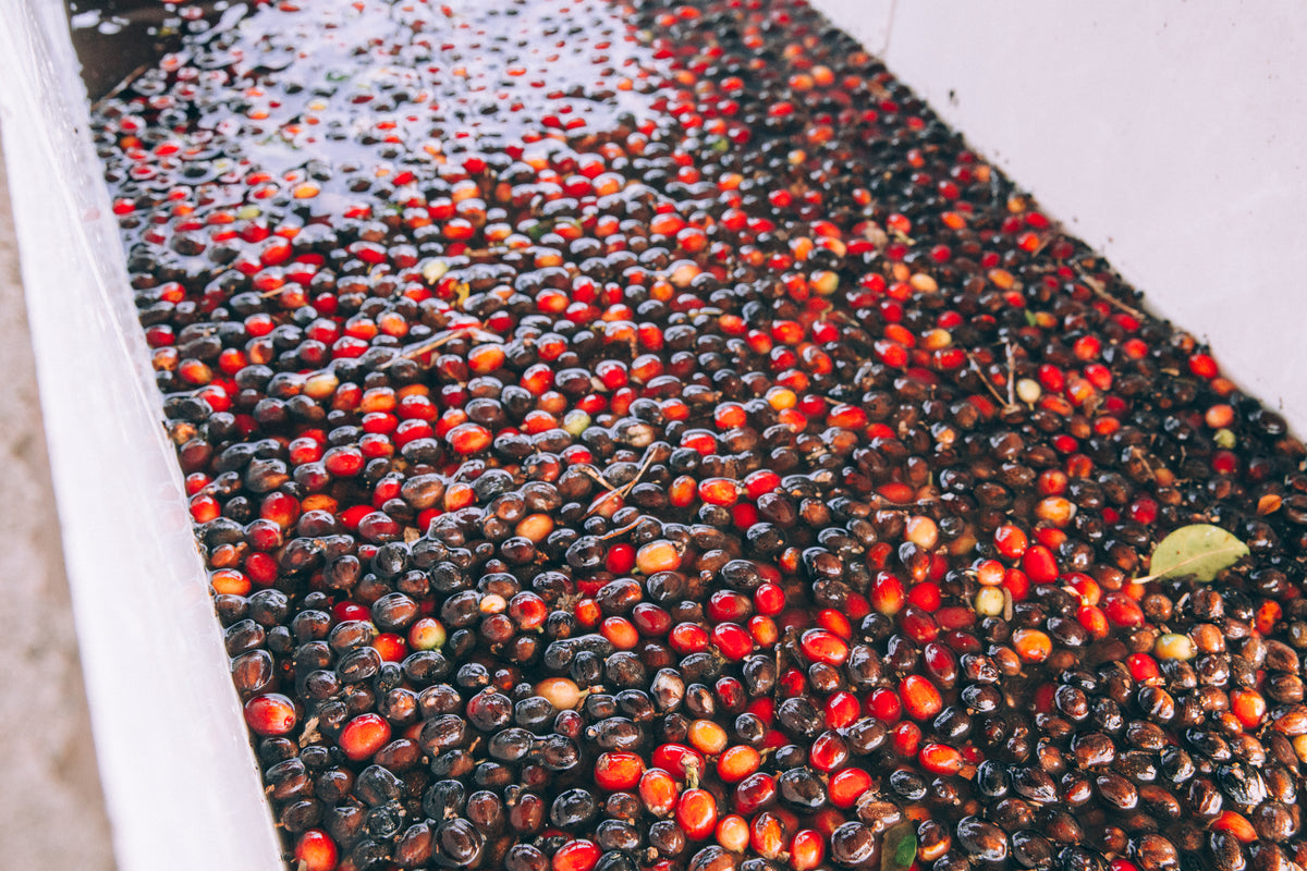 Fresh coffee cherries soaking in a water tank