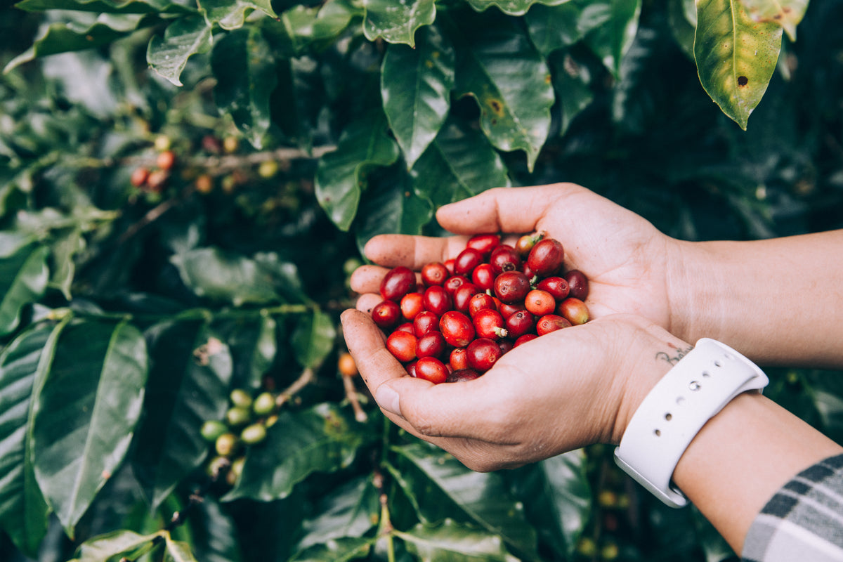 Hands holding a handful of freshly picked red coffee cherries in front of a coffee plant